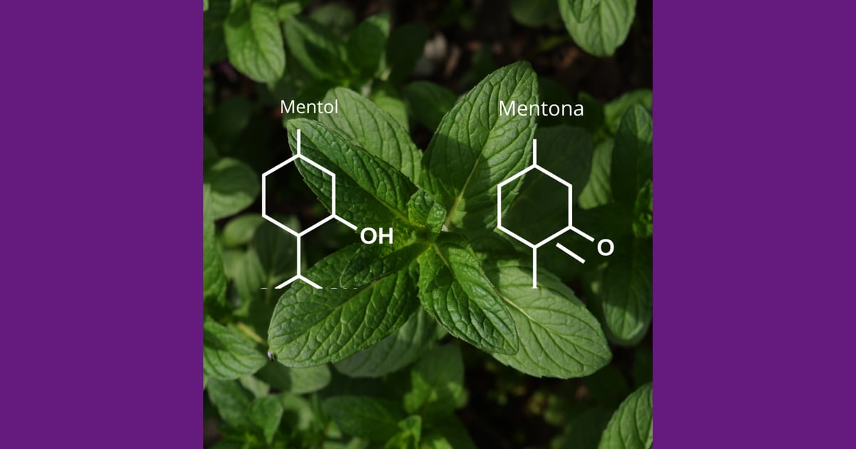 Mentol - Mentol X Mentona