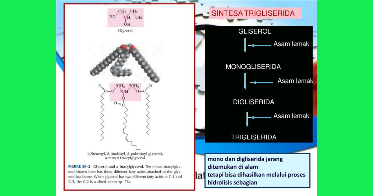 Mono- dan Digleserida - PPT - LEMAK