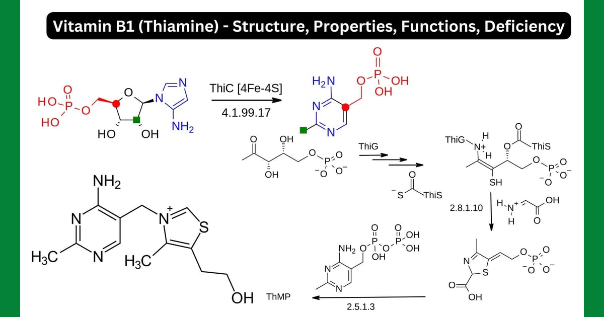 Tiamin (Vitamin B1) - Vitamin B1 Structure